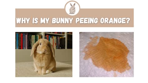 why does my bunny pee on me|rabbit peeing pain.